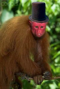 Bald Uakari