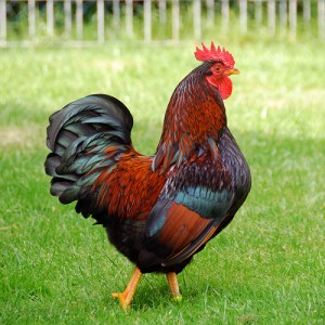 barnevelder-rooster1