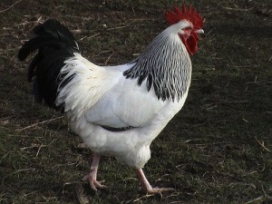 light-sussex-rooster