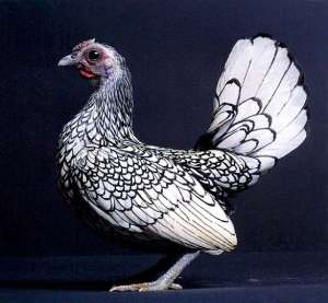 sebright_silver_hen