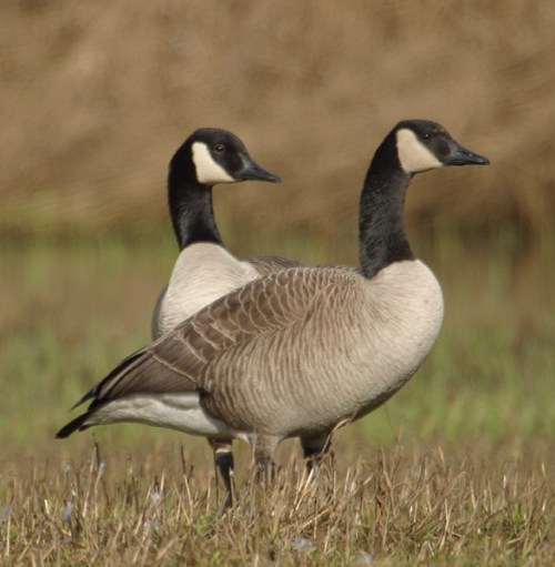 Canada Geese