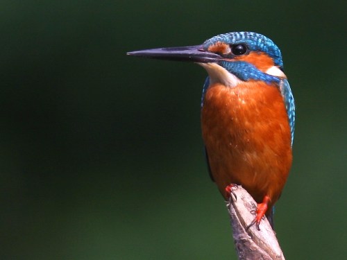 Common Kingfisher