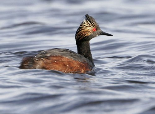 Eared Grebe