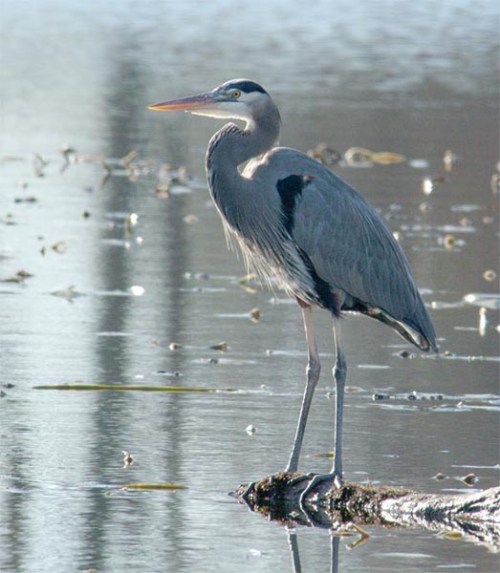 Great Blue Heron