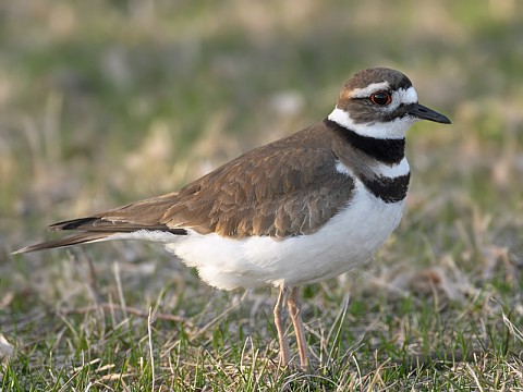 Killdeer