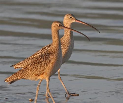 Curlew