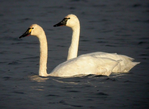 Tundra Swan