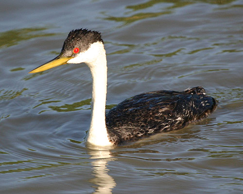 Western Grebe