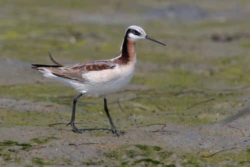 Wilson's Phalarope