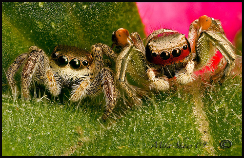 By Mike Shaw (http://www.flickr.com/photos/75899207@N00/)