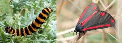Cinnabar Moth