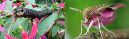 Elephant Hawk Moth