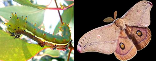 Emperor Gum Moth