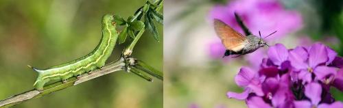 Hummingbird Hawk Moth