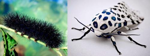 Leopard Moth