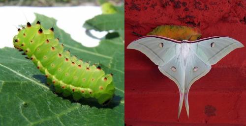 Luna Moth