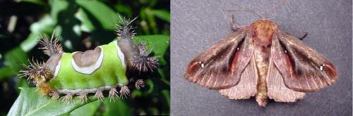 Saddleback Moth