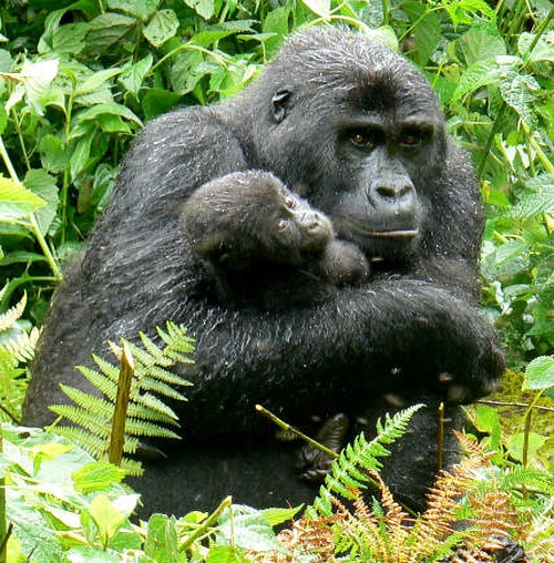 motherchild_2kiMb_24429